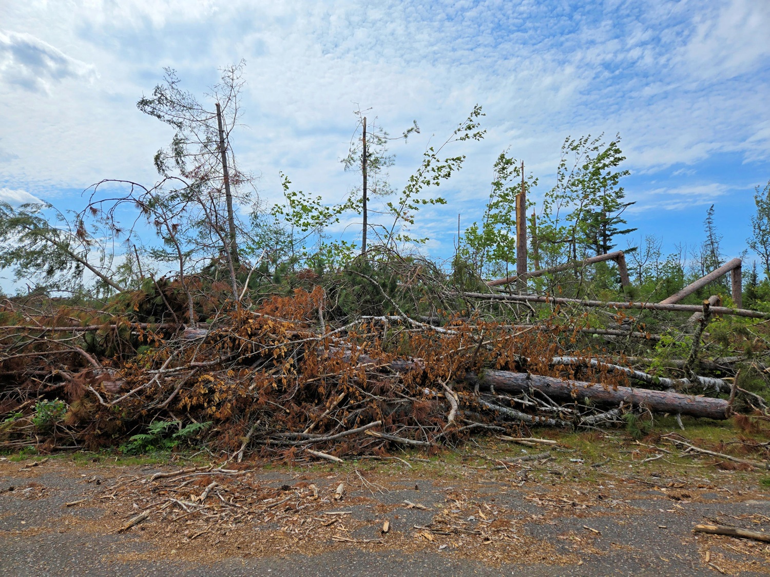 Tas d’arbres tombés