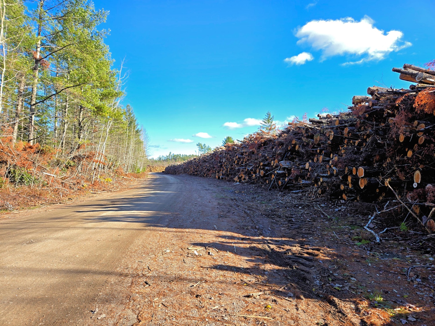 Des piles de troncs d’arbres de 3 mètres de haut bordant la longue route menant aux terrains de camping