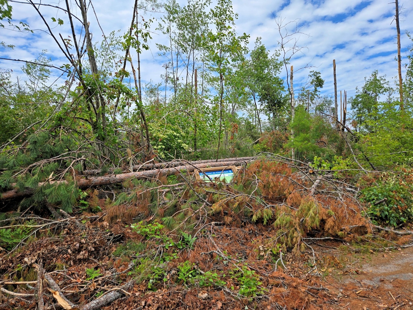 Un panneau indicateur détruit, enseveli sous des arbres tombés 