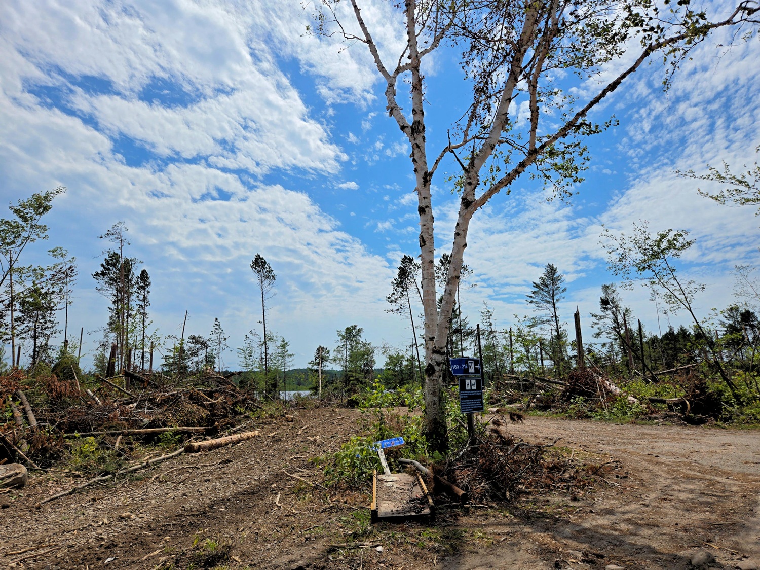 Un bouleau isolé au milieu d’autres arbres tombés dans un terrain de camping ravagé par la tempête
