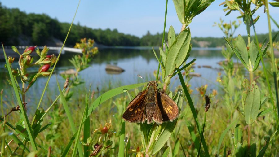 wetland