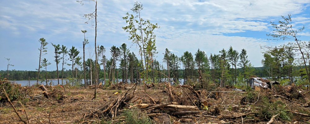 Arbres tombés dans un terrain de camping frappé par une tempête