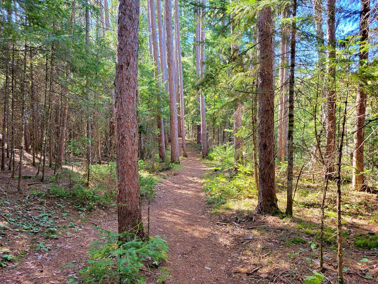 Sentier menant à une forêt de conifères
