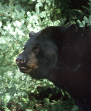 Black bear