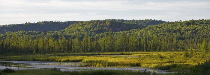 Ontario forests