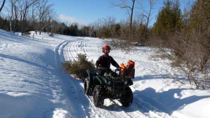 Cutting Scots Pine