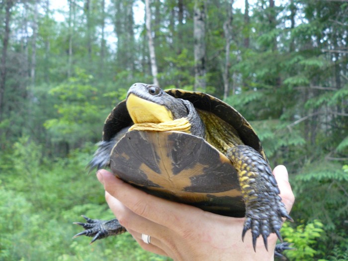 Blanding's turtle