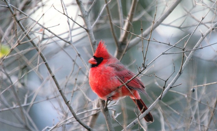 Winter Cardinal