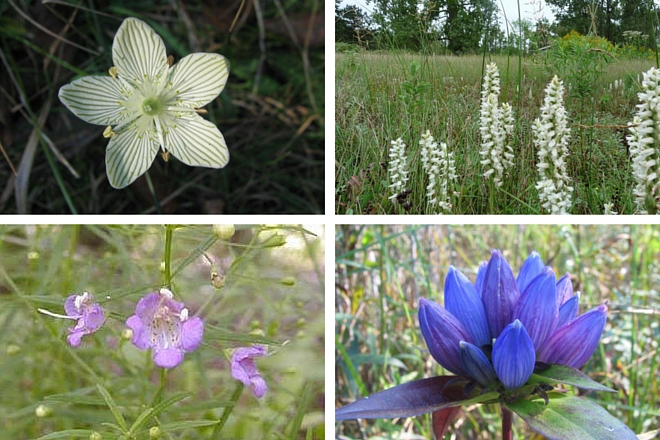 Wildflowers on the panne