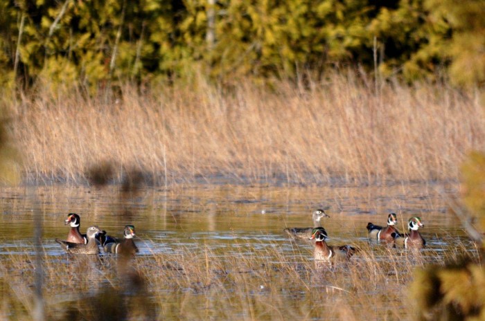 Wood Duck in pannes 