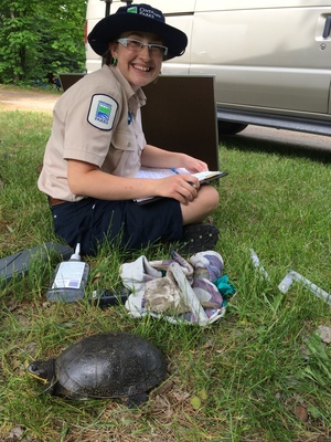 Turtle study