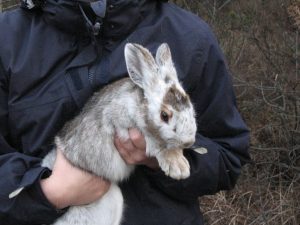 snowshoe hare changing colour