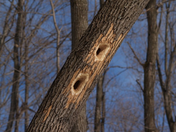 Pileated woodpecker cavities