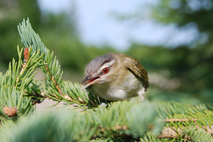 Red-eyed Vireo