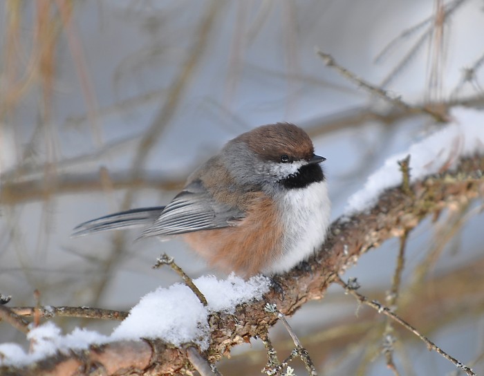 Boreal chickadee