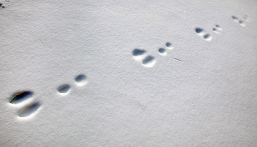 Hare_tracks