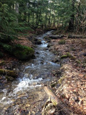 creek in forest