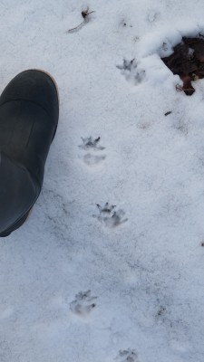 Oppossum tracks 