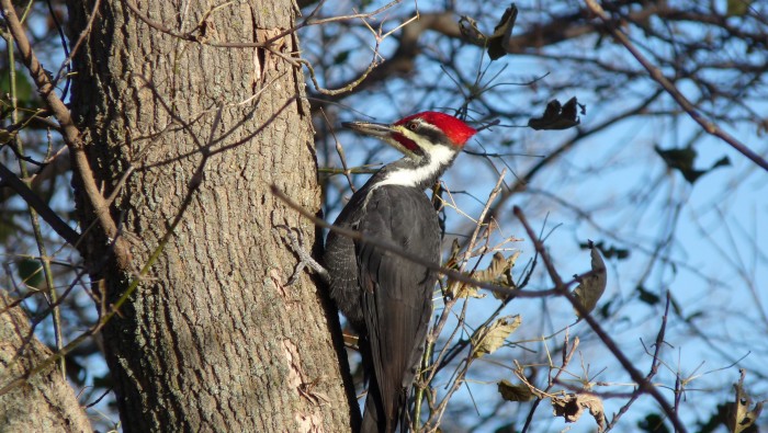 Pileated woodpecker