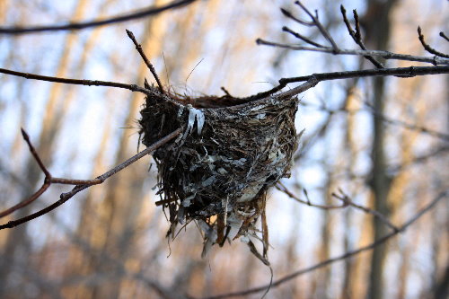 Red-eyed Vireo nest 