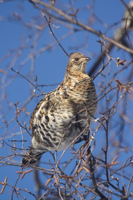 Ruffed Grouse