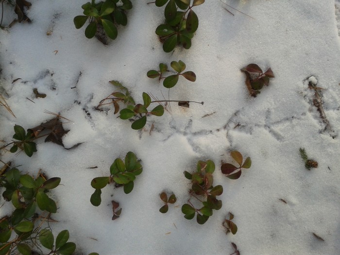 grouse tracks