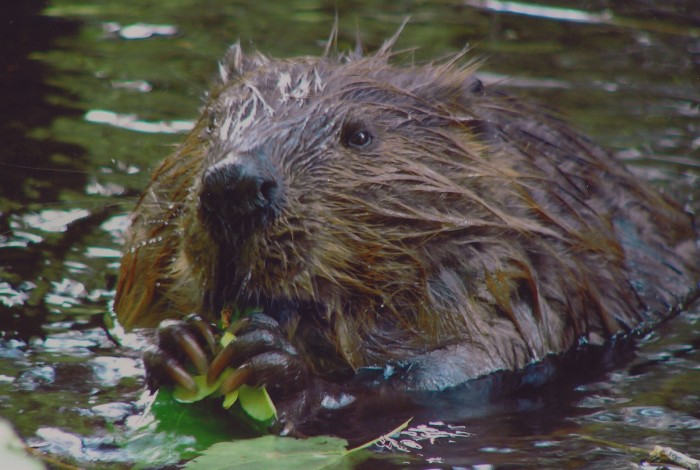 beaver