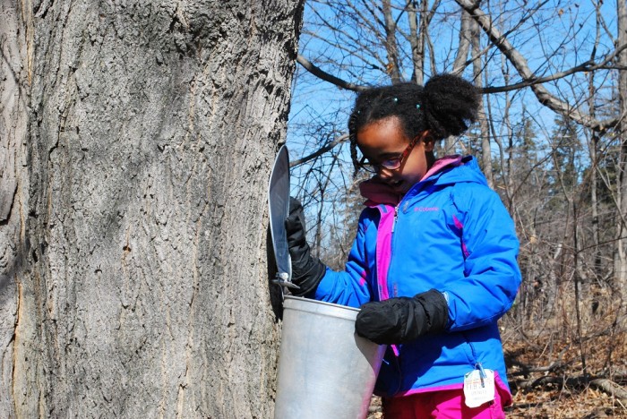 bronte creek maple fest