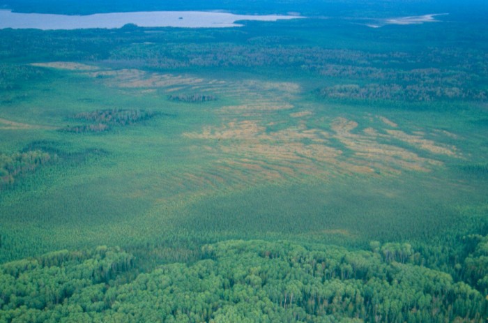 Nemegosenda River Wetlands Ribbed Fen