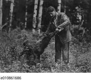 Grey Owl with faun