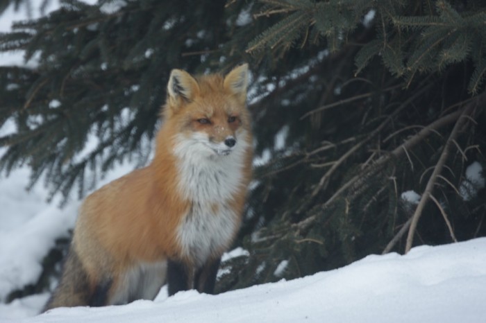 Red Fox