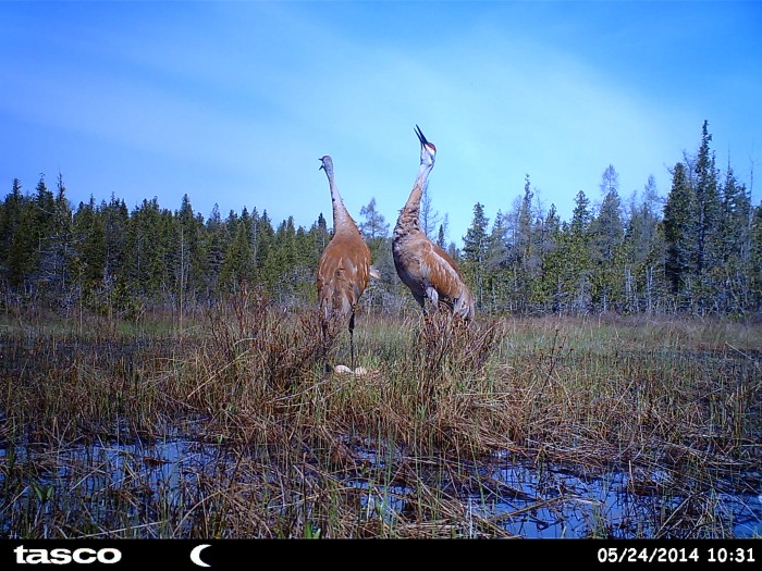 Cranes at Mississagi Provincial Park