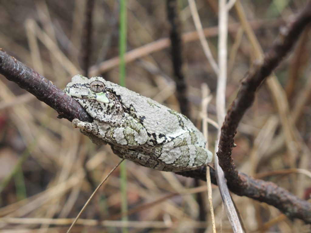 Grey Treefrog