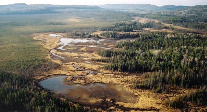 Stag Lake Peatland