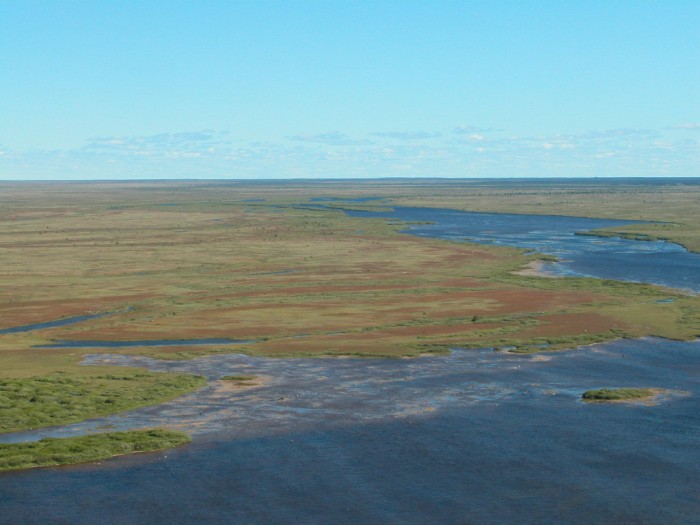 PolarBear Salt Marsh