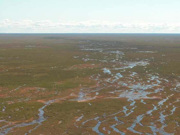 PolarBear Salt Marsh_Braids