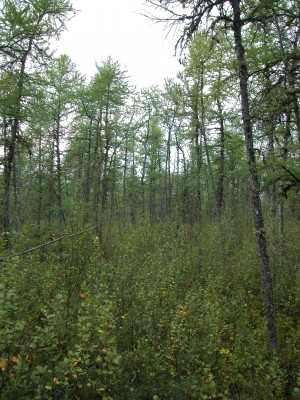 Wakami larch dwarf birch