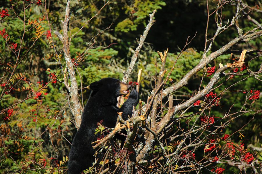 bear in tree