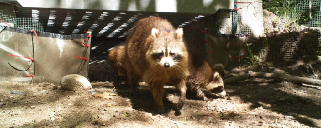 Raccoon using an ecopassage