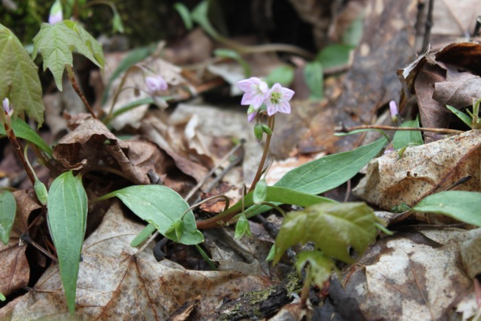 Spring Beauty