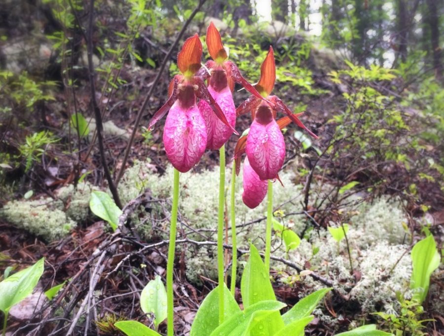 A cluster of three bright pink blossoms, with green leaves at the base