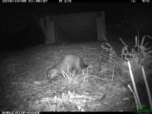 weasel in The Pinery ecopassage