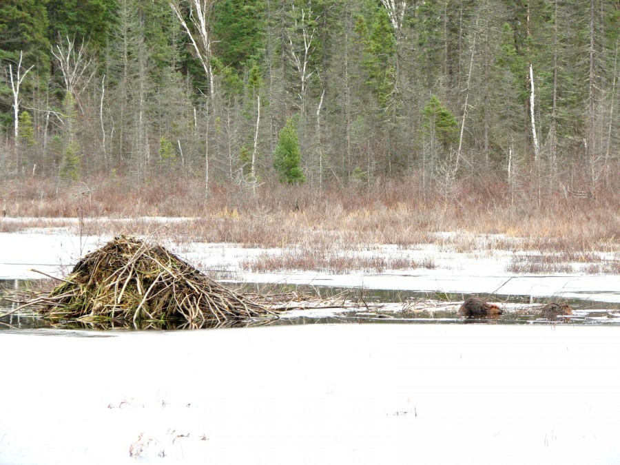 AlgonquinBeavers_springfeeding