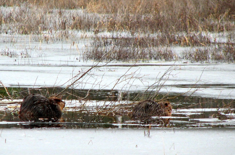 Two beavers sitting in pond partially covered in ice