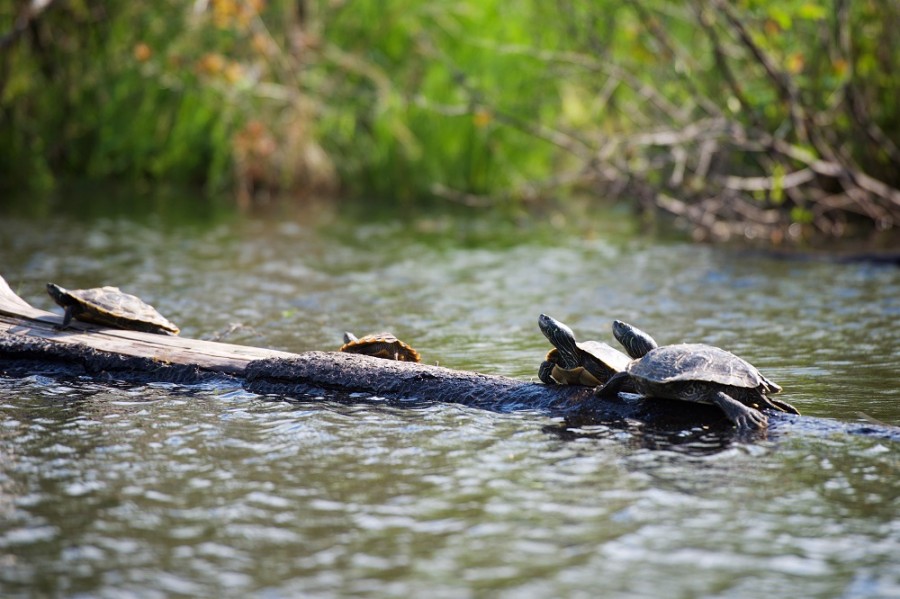 4 Northern Map Turtles on Bonnechere River in Bonnechere Summer 