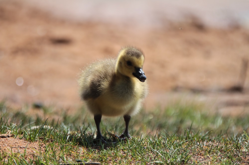 Canada Goose gosling