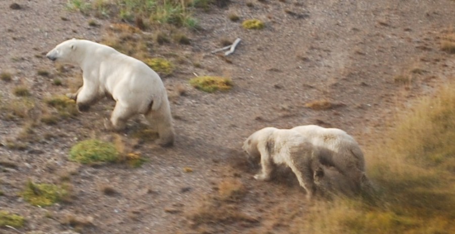 Sow and cubs