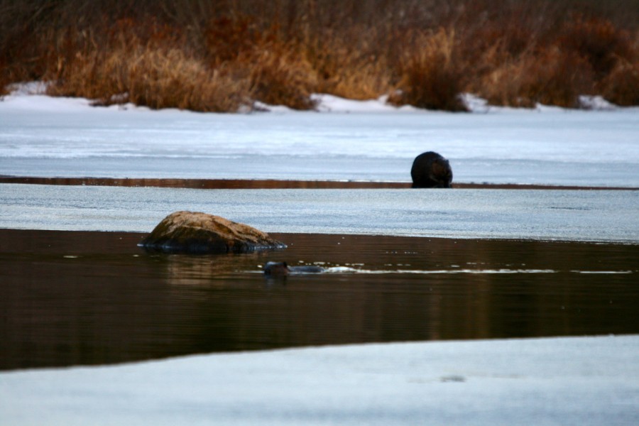 SpringBeaverWatching