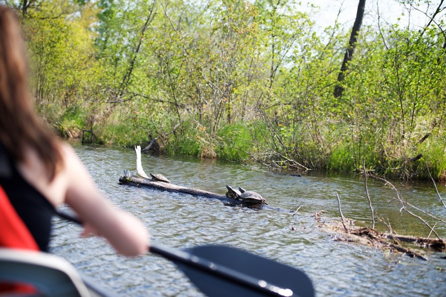 canoeist and turtles