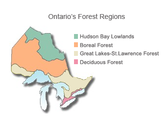 Map of Ontario titled "Ontario's Forest Regions", featuring bands of colour denoting the Hudson Bay Lowlands, Boreal Forest, Great Lakes-St. Lawrence Forest, Deciduous Forest